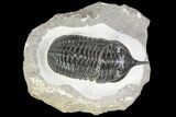 Morocconites Trilobite Fossil - Morocco #85550-1